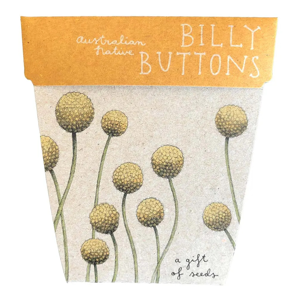Billy Buttons - Pycnosorus globosus seeds
