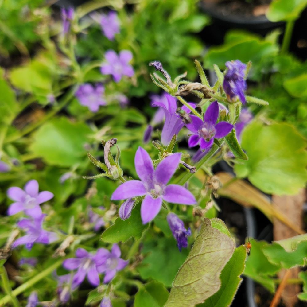 Campanula portenschlagiana - Dalmatian Bellflower