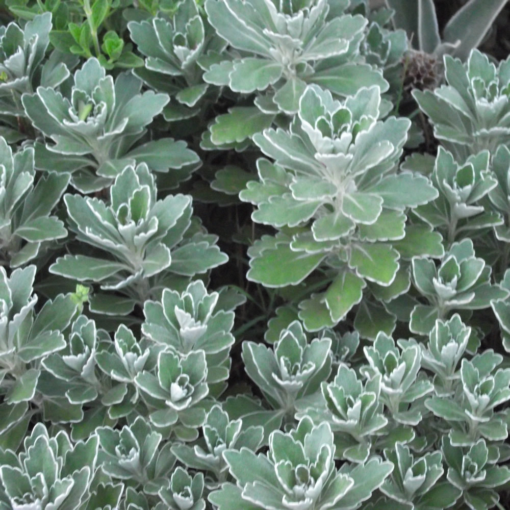 Ajania pacifica