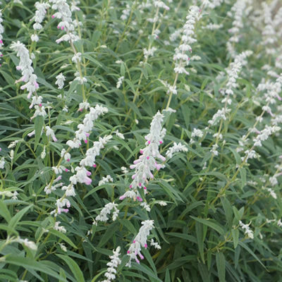 Salvia leucantha Pink Velour Sage