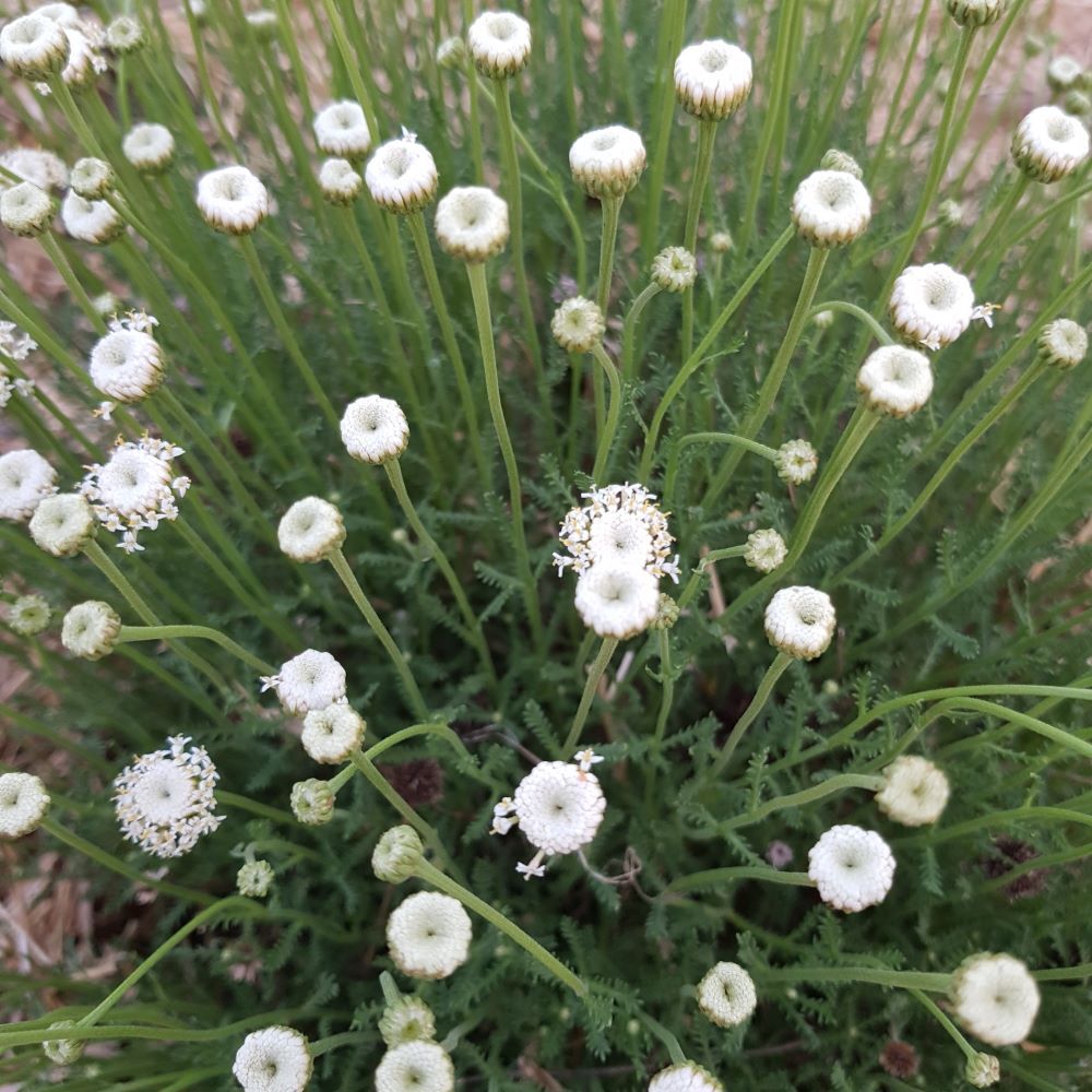 Santolina 'Petit Blanc'