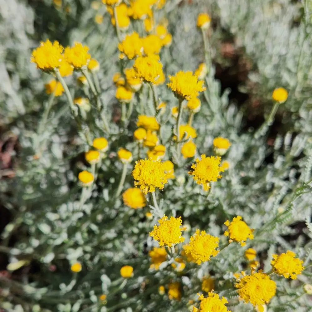 Santolina chamaecyparissus nana - Dwarf Lavender Cotton