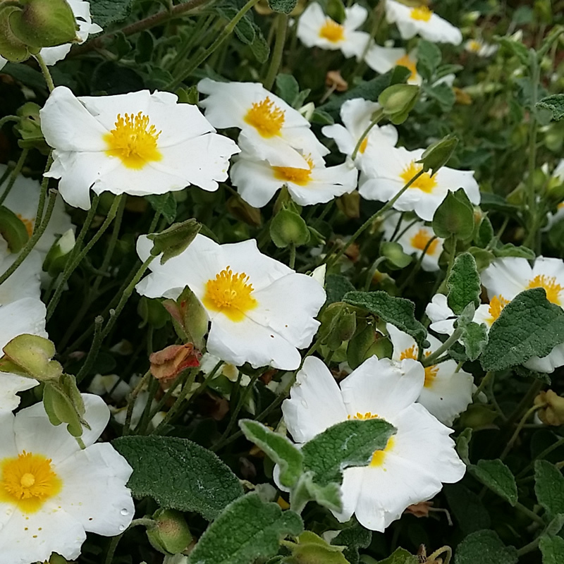 Cistus salviifolius 'Prostrata'