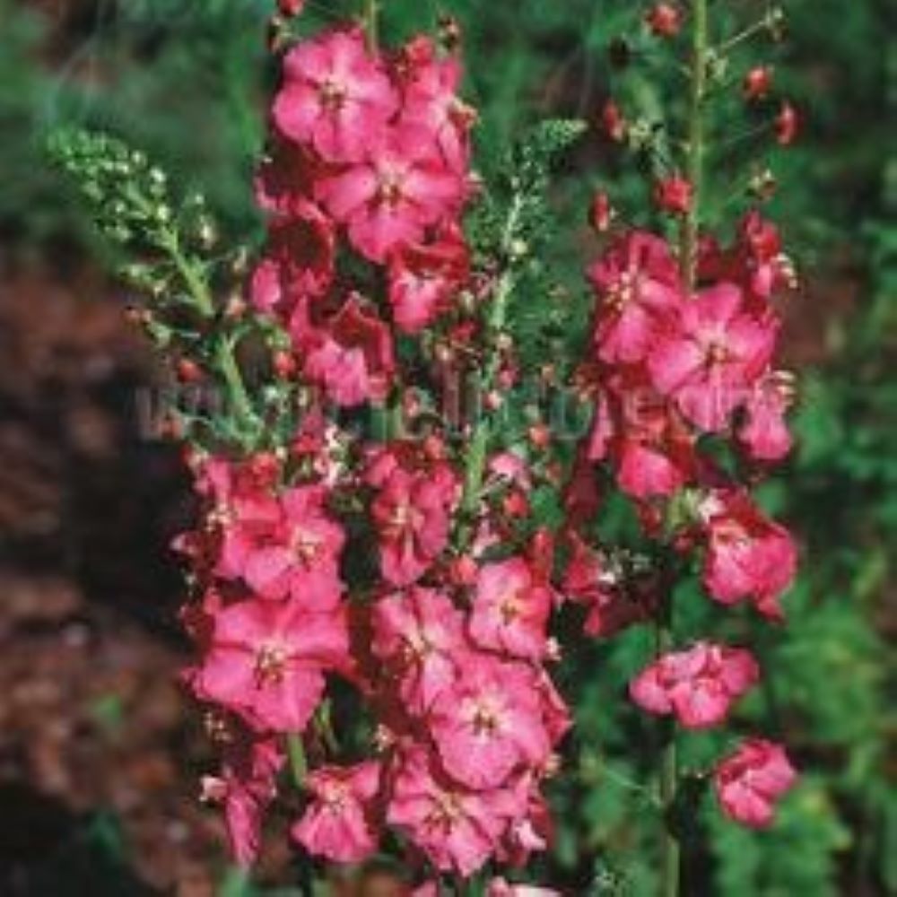 Verbascum phoeniceum 'Rosetta' - Antique Rose