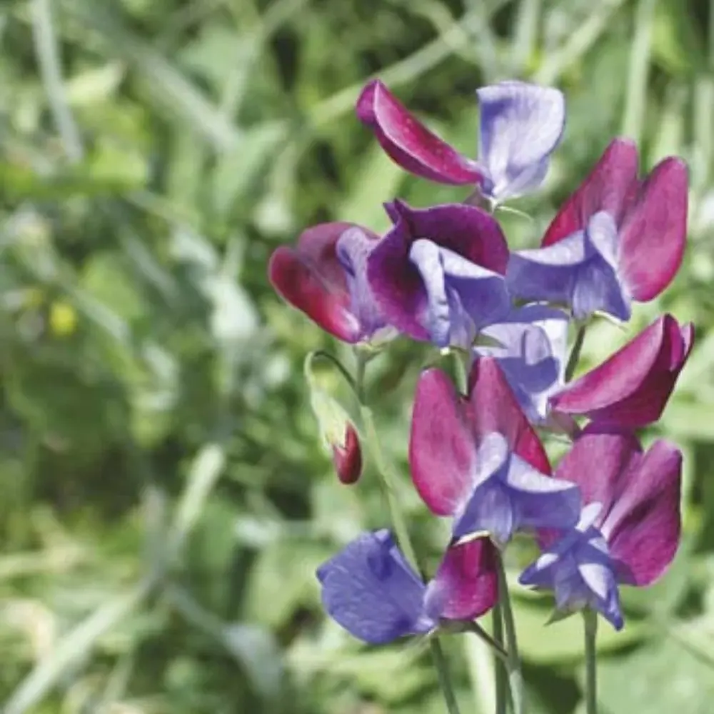 Sweet Pea - Cupani