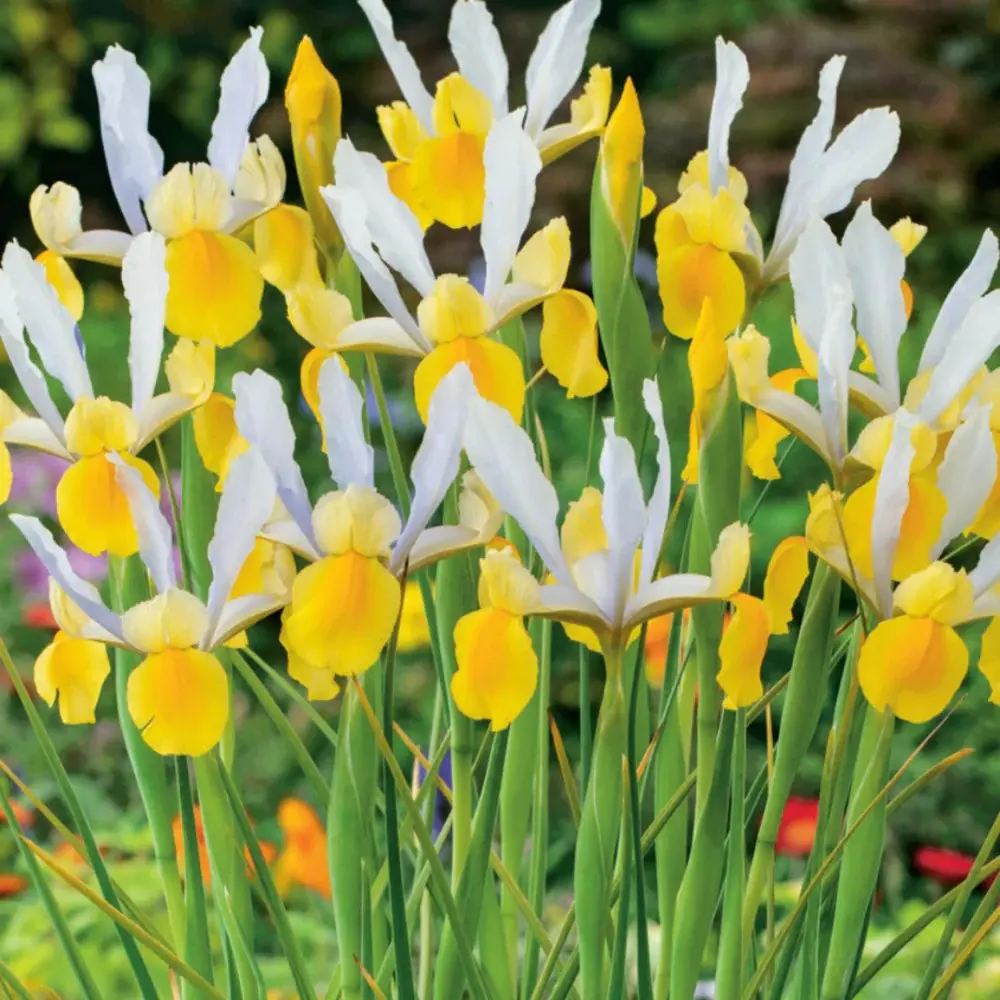 Dutch Iris Apollo