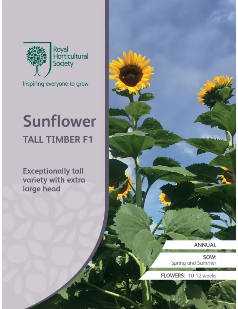 RHS Seeds - Tall Timber Sunflower