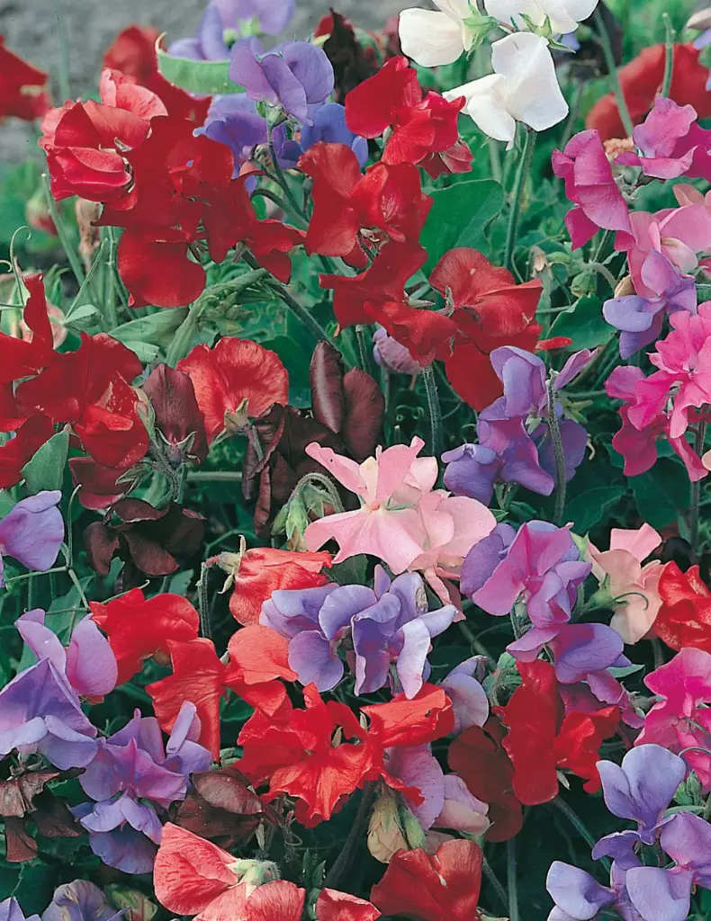 Sweet Pea - Bijou Mixed Dwarf 