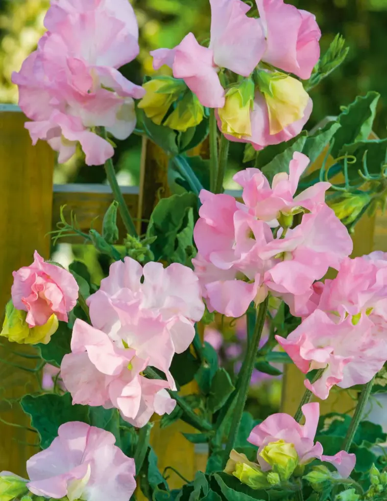 Sweet Pea - Princess Elizabeth