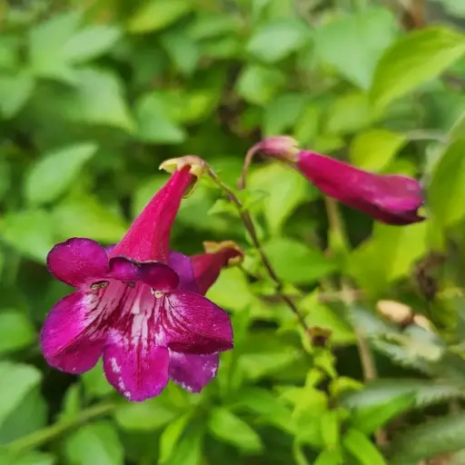 [65886] Penstemon 'Blackbird'