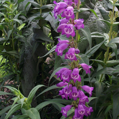 [P_179] Penstemon 'Willy's Purple'