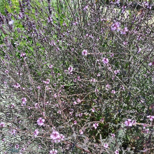 [31697] Verbena officinalis var. grandiflora 'Bampton'
