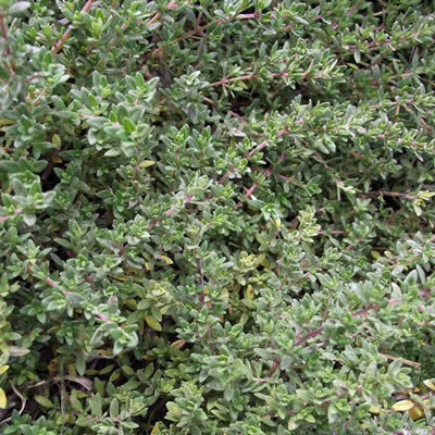[P_149] Thymus pulegioides - Turkey or Westmoreland Thyme