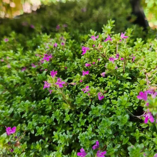 [P_151] Thymus serpyllum coccineus - Red Creeping Thyme