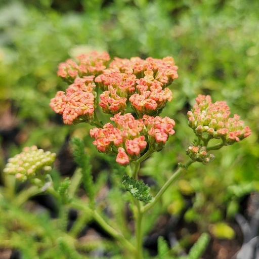 [2439] Achillea millefolium - Walther Funke