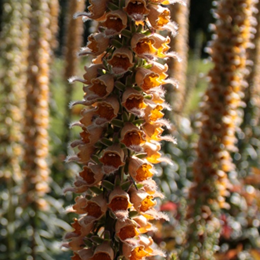 [P_265] Digitalis ferruginea gigantea - Rusty Foxglove