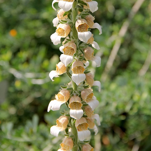 [2832] Digitalis trojana - Helen of Troy Foxglove
