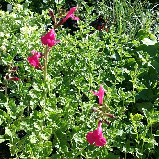 [P_321] Salvia 'Penny's Smile'
