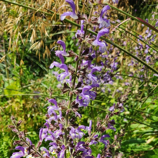 [1894] Salvia forskaohlei - 'Indigo Woodland Sage'