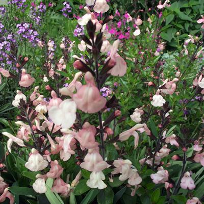 [P_125] Salvia microphylla - Sensation