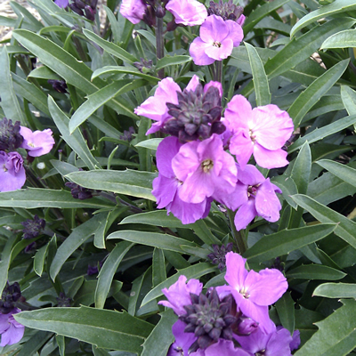 [P_49] Erysimum mutable - Winter Joy