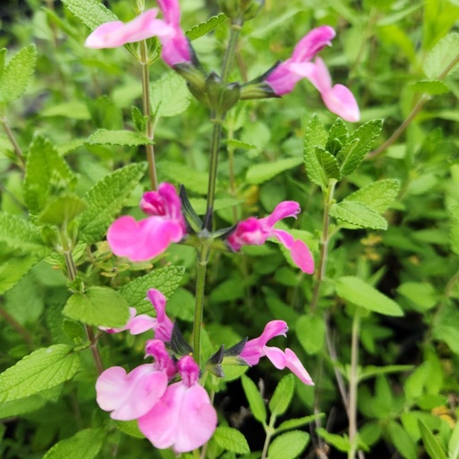 [41462] Salvia 'Merrilyn'