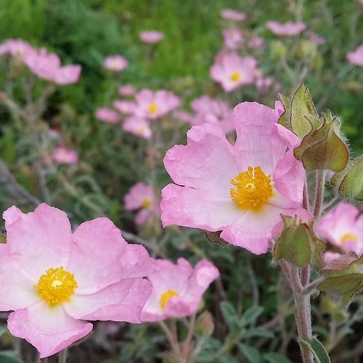 [P_39] Cistus - Grayswood Pink
