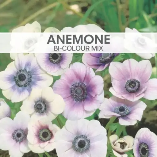[8030] Anemone Bi-Colour Mixed