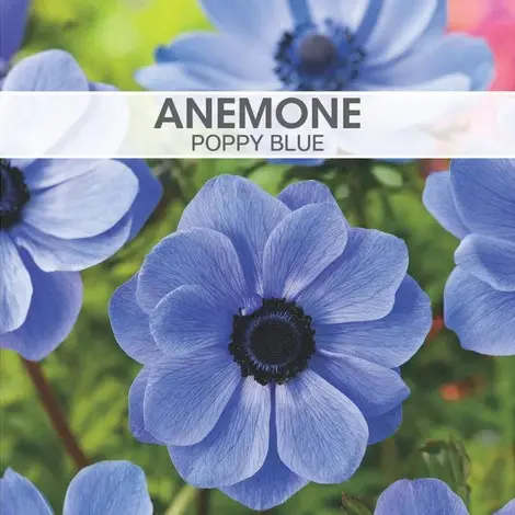 [8722] Anemone de Caen Poppy Blue