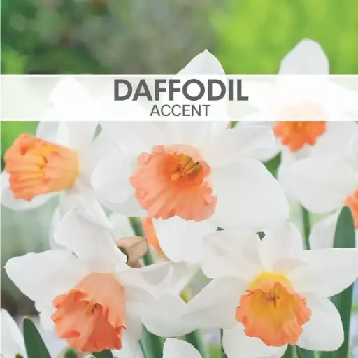 [8112] Daffodil Accent 