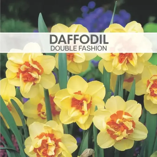 [8021] Daffodil Double Fashion
