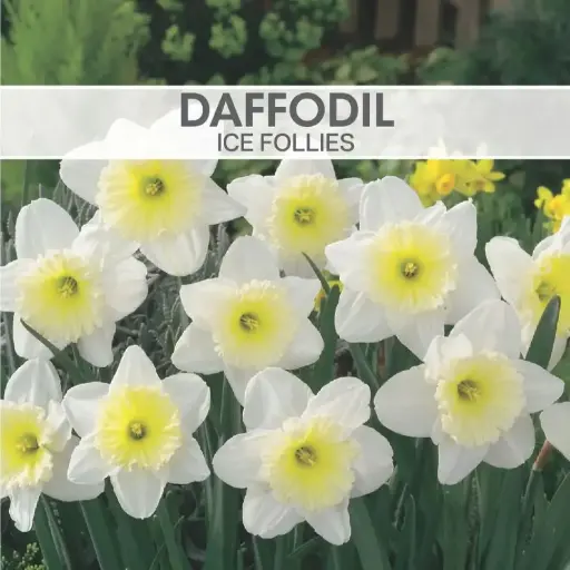 [7700] Daffodil Ice Follies