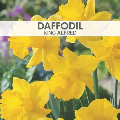 [8070] Daffodil King Alfred