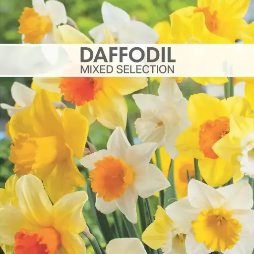 [8090] Daffodil Bulbs Mixed Selection
