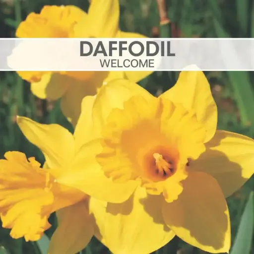 [8954] Daffodil Welcome