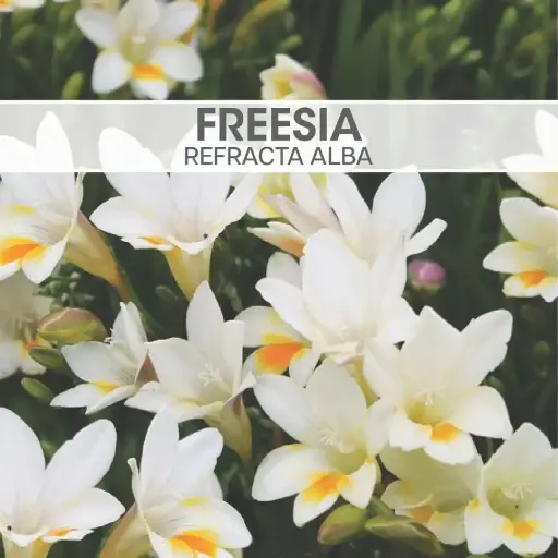 [8210] Freesia Refracta Alba