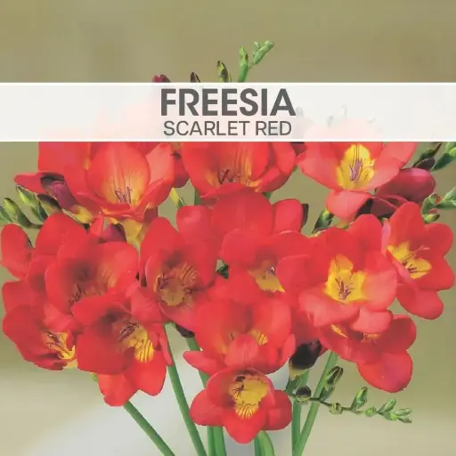 [8182] Freesia Scarlet Red