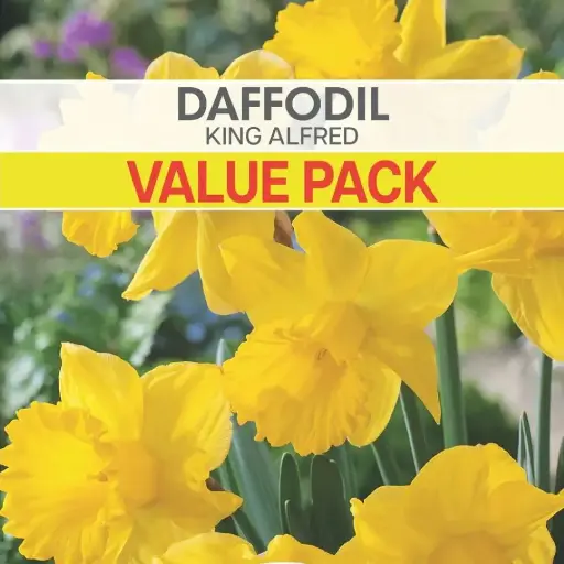 [8675] Daffodil King Alfred Value Pack