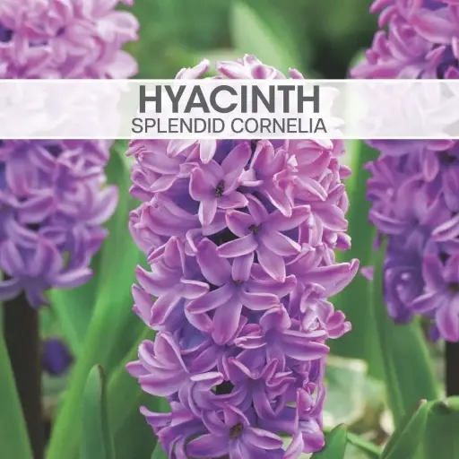 [8916] Hyacinth Splendid Cornelia