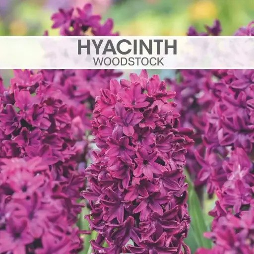 [8950] Hyacinth Woodstock Bulbs