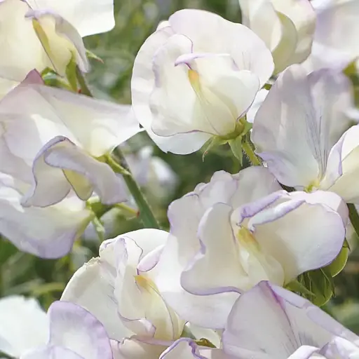 [5387] Sweet Pea - High Scent